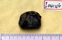 藏品(跟骨)的圖片